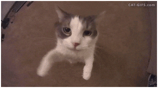 In Love Cat