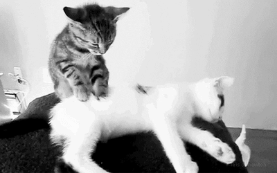 cat love
