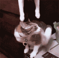 cat love