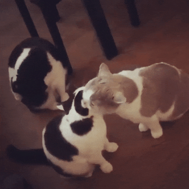 cute love
