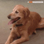 Dog Wtf