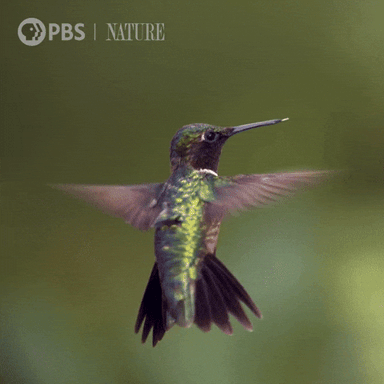 Pbs Nature Bird