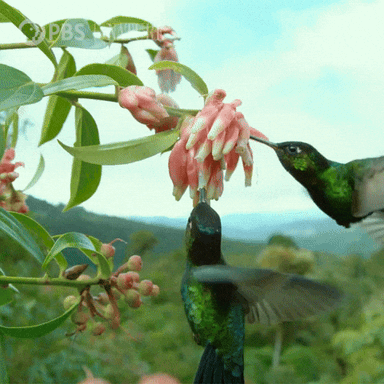 Pbs Nature Bird