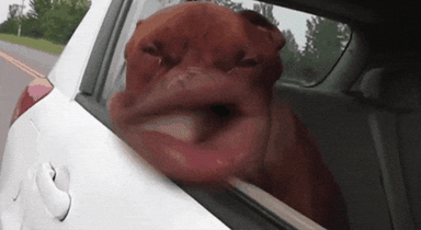 Funny Face Dog