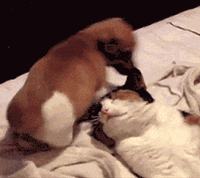 Very Funny Puppy