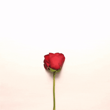 My Love Flower