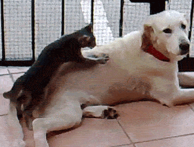 funny dog wtf