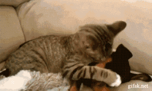 cats and dogs