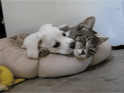 cat dogs
