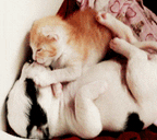 cat love