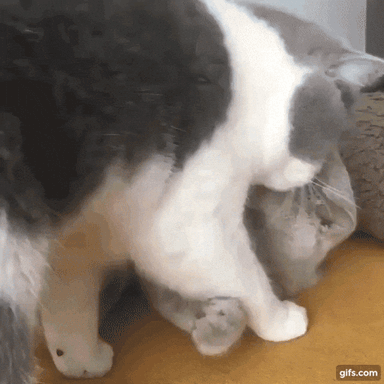 cats kisses