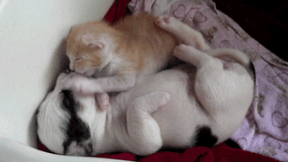 awn love