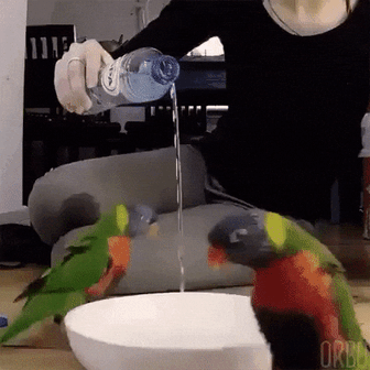 birds perfect loops