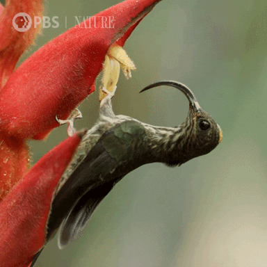 Pbs Nature Flowe