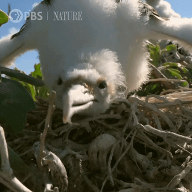 Hungry Pbs Nature