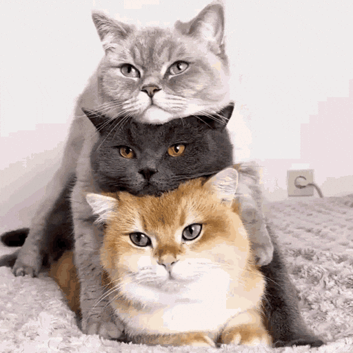 International Cat Day Cats