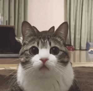 Cats Cute Cat