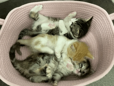 Cats Kitten