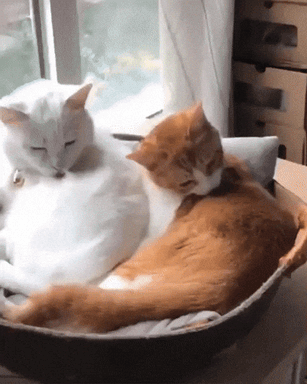 adorable cats