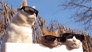 Cats Watching