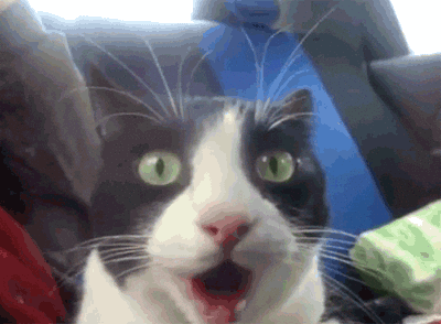 cat wow