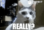 Cat Wow