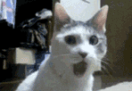 Cat Wow