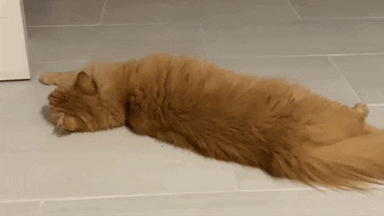 Cat Wtf