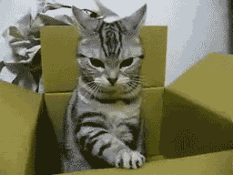 funny cat