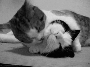 cat love