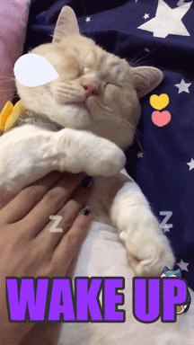 cat love