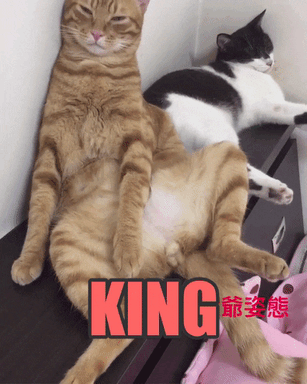 cat love