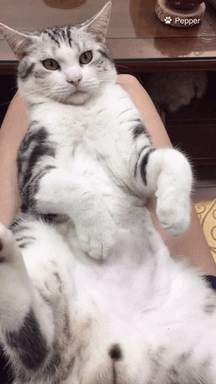 cat love
