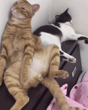 cat love
