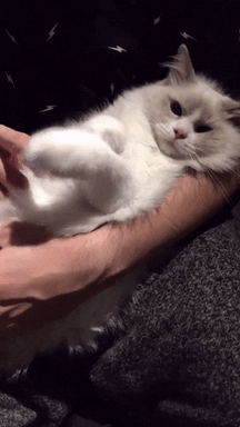 Cat Love