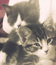 Cat Love