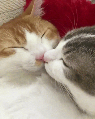 Cats Love
