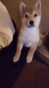 dog cute