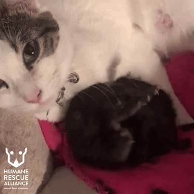 kitten love