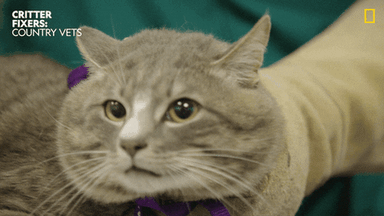 National Geographic Cats