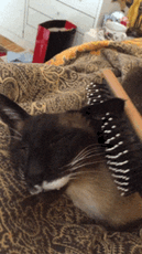 siamese cats cat