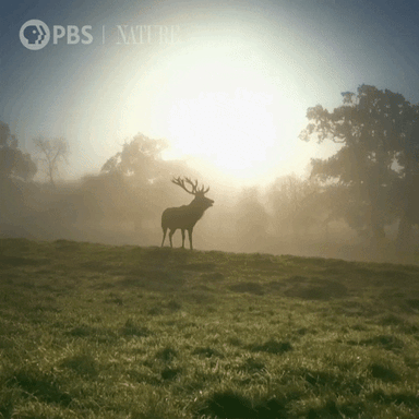 Pbs Nature Animales