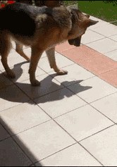 animal s funny dog