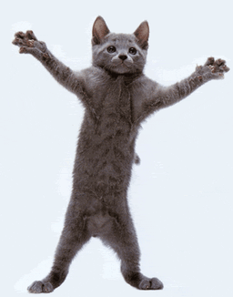 cat funny animals