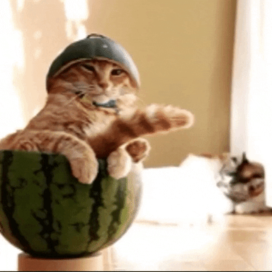 cats app