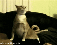 cats lol