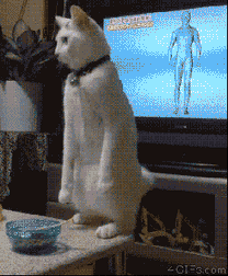 cats lol