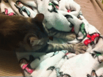 cats lol