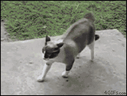 cats lol