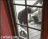 cats lol